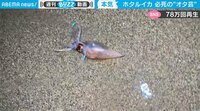 ナゼ！？ 砂浜でホタルイカに遭遇！ 光る足を振り回す貴重映像に「“オタ芸”感がすごい」 【ABEMA TIMES】