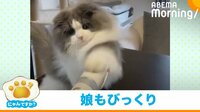 飼い主が捉えたネコパンチで「バリカン撃退」の瞬間