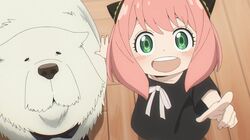 『SPY×FAMILY』イベント特番が生放送決定！早見沙織＆松田健一郎が見どころ解説　アニメ全37話の一挙放送も