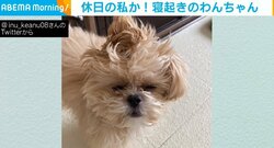 「1秒もかからず“いいね”した」THE・寝起き顔のイヌが話題