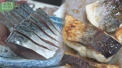 「サバショック」国産も輸入もピンチなぜ？“アノ魚”が食卓の救世主に！？