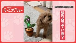 白熱！遠吠え対決　犬vsサボテンのおもちゃ　大合唱「ワオーン」　競い合ってるの？