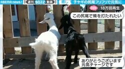 【朗報】ミルクを飲む子ヤギの“尻尾フリフリ”が心を潤す超癒しオーラ 「伊勢忍者キングダム」の人気者にほっこり
