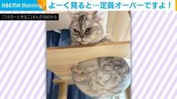 く、苦しい！狭い隙間に入った妹猫 変わってしまった顔つきに「圧縮率高いな」「可愛いお顔がすごいことに…ｗ」と反響