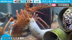 壮絶…伊勢エビvsウツボ、“生き残りバトル”映像 「伊勢エビの方が…」素朴な疑問の声