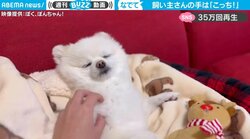 犬「もっとなでれ」離れていく飼い主の手をぎゅっと阻止 お腹の上に引き戻す姿に反響