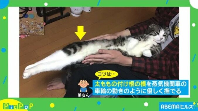 今年もありがとニャ！ 2021年に話題を集めた猫のおもしろ投稿5選 7枚目