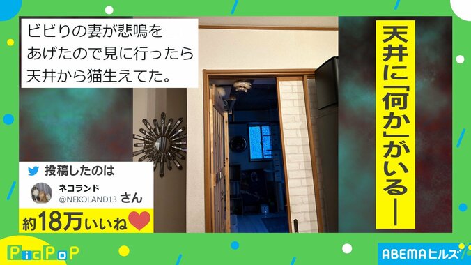 「天井から猫生えてた」 ビビリの妻が悲鳴をあげた“目を疑う光景”に「ホラー映画の主演狙ってる」「私だったら腰抜かす」ネット騒然 1枚目