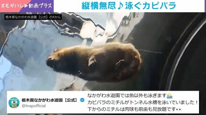 縦横無尽に泳ぐカピバラ!?