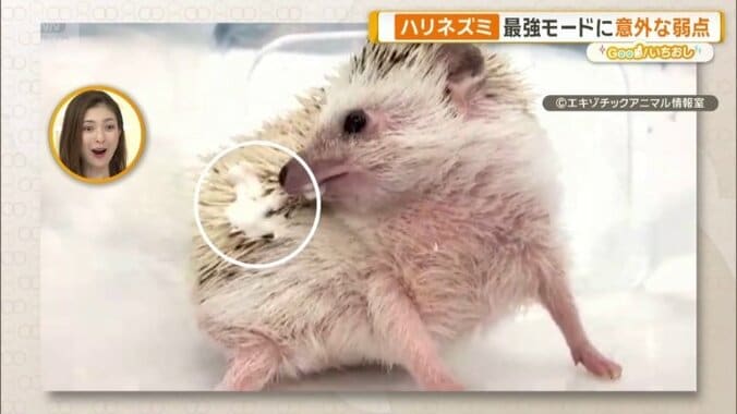 ざんねんポイント「鬼のような顔で泡をはく」