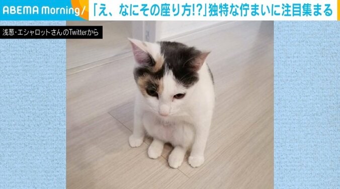 「え、なにその座り方!?」 三毛猫の佇まいに注目集まる 「ニャンキー座り」「クラウチングスタート」 1枚目