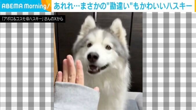 シベリアンハスキーのアポロくん