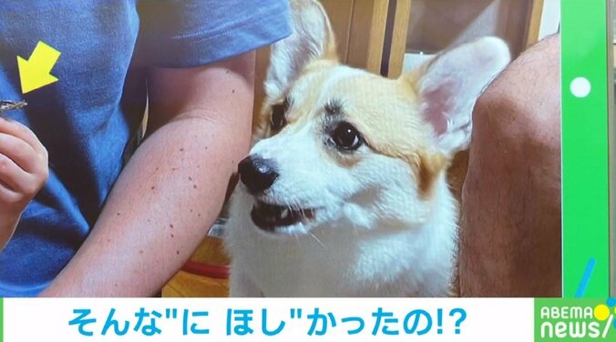 楽しいおやつの時間が…もらえるはずだったニボシを食べられなかった犬の“唖然とした表情”に「顔が全てを物語っている」「ワイの食われた…」と反響 1枚目