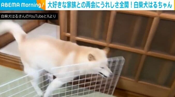 はるちゃん