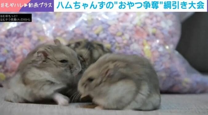 ハムスター3兄弟