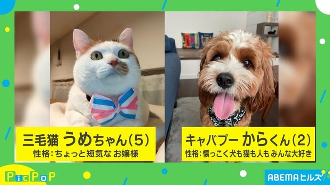 バレてないニャ？忍び足で歩く猫にツッコミの声「気付かれてるよ！」「スローモーションかと」 2枚目