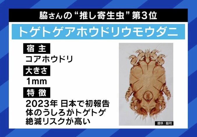 トゲトゲアホウドリウモウダニ