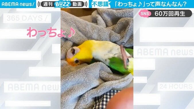 飼い主困惑 インコの不思議な鳴き声に「“わっちょ”ってなんなんw」 1枚目