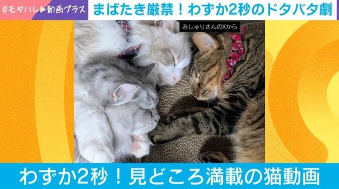 3匹の猫のドタバタ劇