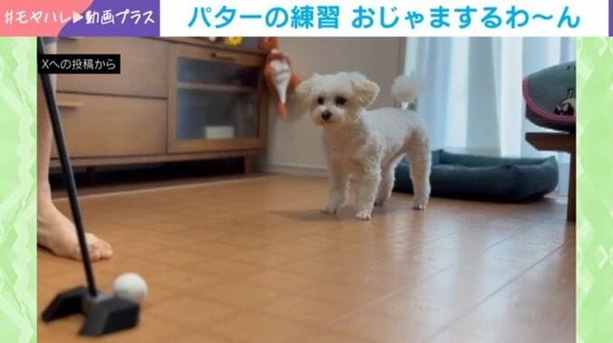 ３年ぶりにパターを邪魔するむぎちゃん