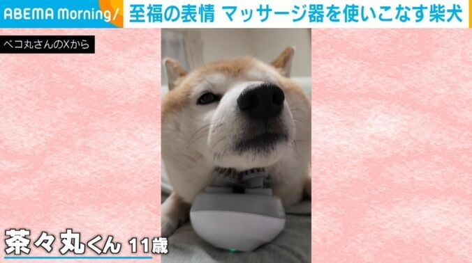 柴犬の茶々丸くん