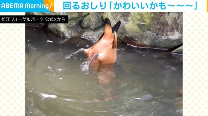 アカツクシガモ