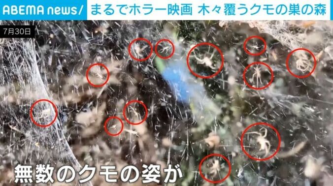クモ