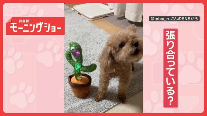 白熱！遠吠え対決　犬vsサボテンのおもちゃ　大合唱「ワオーン」　競い合ってるの？ 1枚目