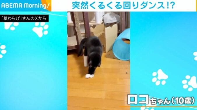 猫のロコちゃん