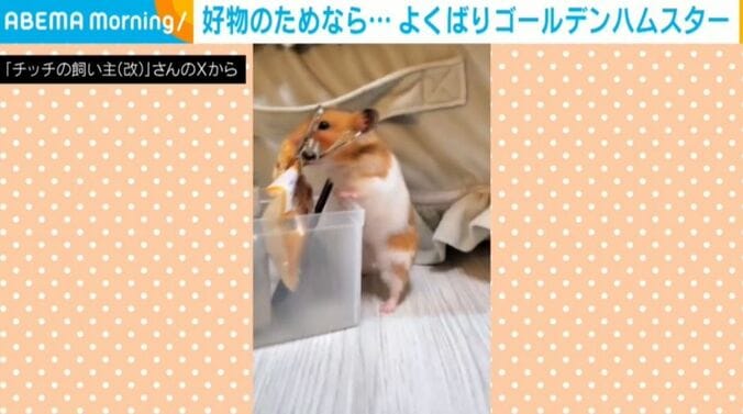 ゴールデンハムスターのチッチちゃん