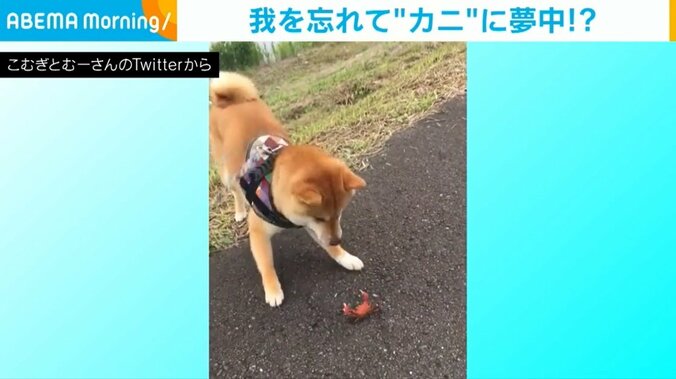 散歩中に勃発！ 柴犬とカニの戦いに「カニ強い」「イヌカニ合戦」の声 1枚目