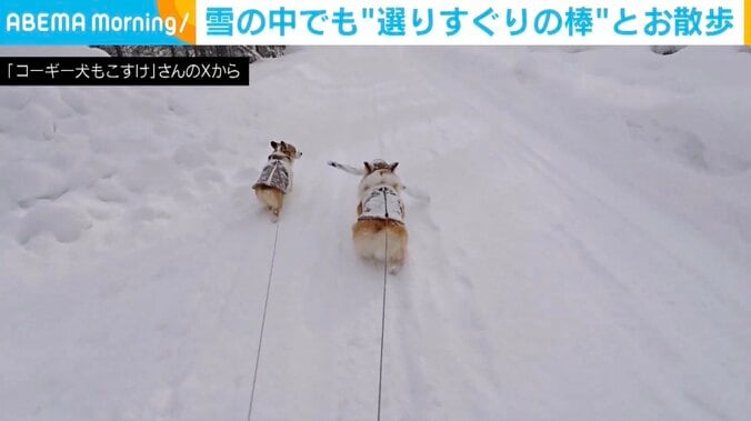 コーギーのもこすけくん