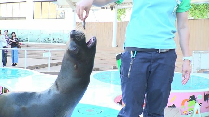 動物たちの可愛すぎる“食事タイム”に密着！ ホワイトタイガーこだわりのディナーとは？ 28枚目