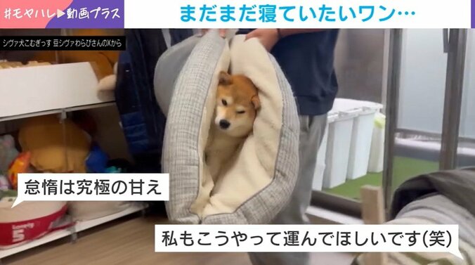 柴犬のわらびちゃん