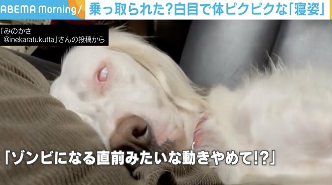 「ゾンビになる直前みたいな…」眼球ぐるぐる＆体ぴくぴく 犬の寝姿がまるでホラー映画 1枚目