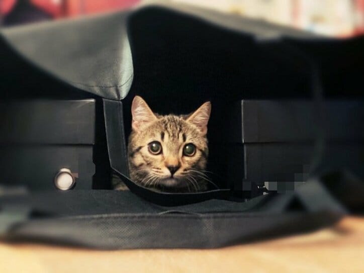 藤原紀香、ショップバッグの中に入った愛猫を公開「ひょっこりニャン！」
