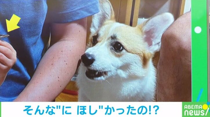 楽しいおやつの時間が…もらえるはずだったニボシを食べられなかった犬の“唖然とした表情”に「顔が全てを物語っている」「ワイの食われた…」と反響