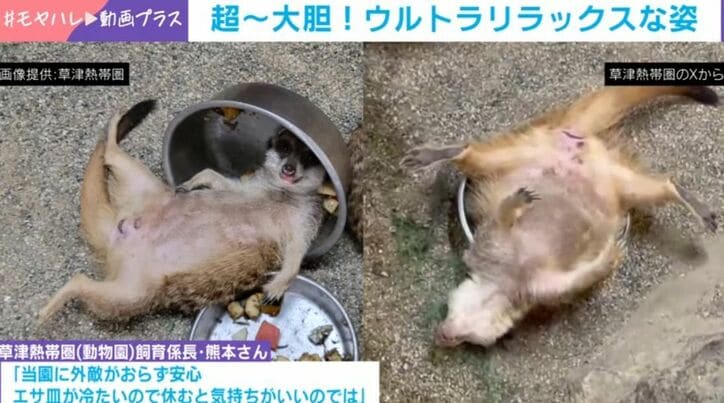 ミーアキャット