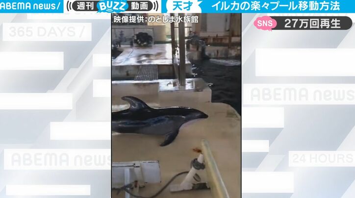 飼育員もびっくり！ 天才すぎるイルカが勝手に発見していた… 陸を滑らかにスベる 予想外の移動方法が話題に