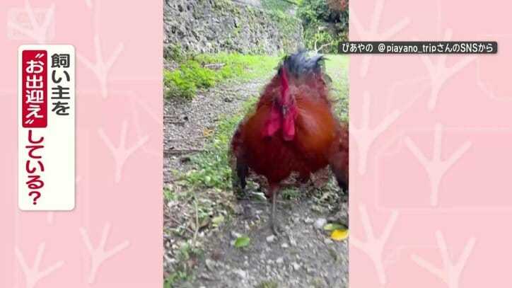 飼い主をお出迎えしてる？