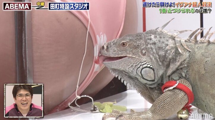 とにかく明るい安村、イグアナに尻を舐められる「怖い！」