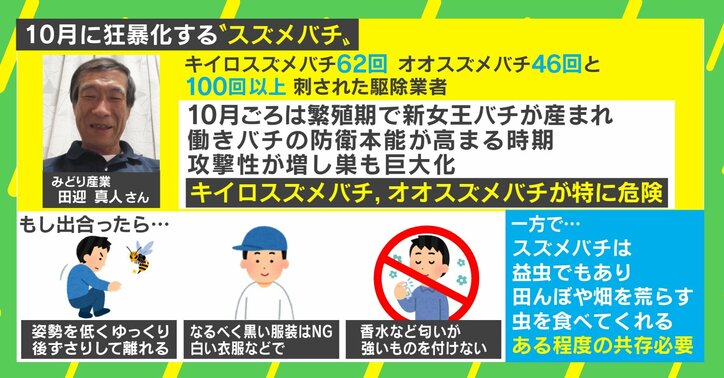 スズメバチは10月が最も凶暴に? “100回以上刺された”専門家が明かす遭遇時&刺された時の対処法