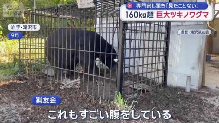 別のわなにかかった168キロのクマ