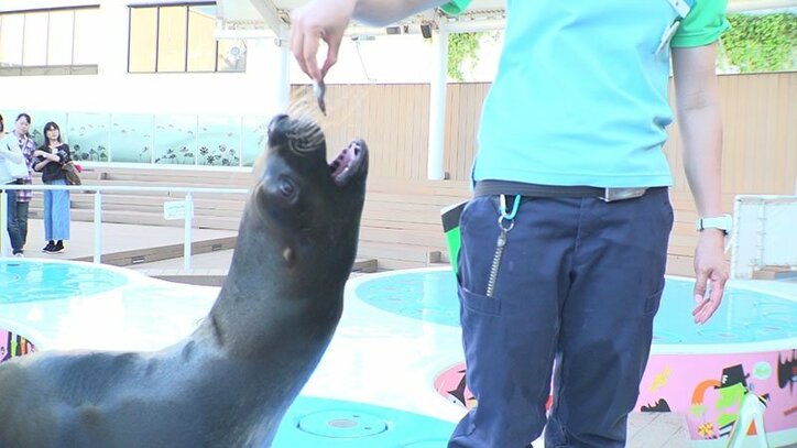 動物たちの可愛すぎる“食事タイム”に密着! ホワイトタイガーこだわりのディナーとは?