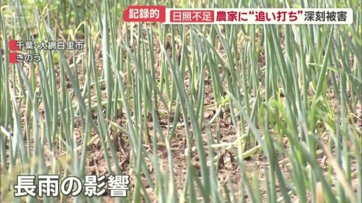 千葉・大網白里市のネギ農家