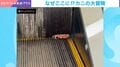 エスカレーターで“謎のカニ”に遭遇→通勤途中のシュールすぎる光景に「朝から最高」「降りるのうまっ!!」など反響