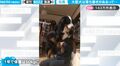 体重50キロ！子犬のようなノリで飼い主にじゃれつく大型犬が迫力ありすぎる！大興奮の様子に「襲われてるようにしか見えない」「癒されるww」