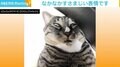 “黒目が行方不明” 衝撃的な顔を披露する猫に反響 「顔力すご」「白目もだけど口が…」