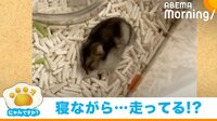 【映像】眠ったまま動き回るハムスター