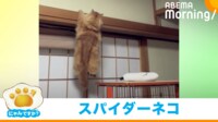 【映像】懸垂状態から意外な粘りを見せる猫